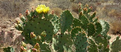 Saguaro Cactus Blossom Scotts Placeimages And Words