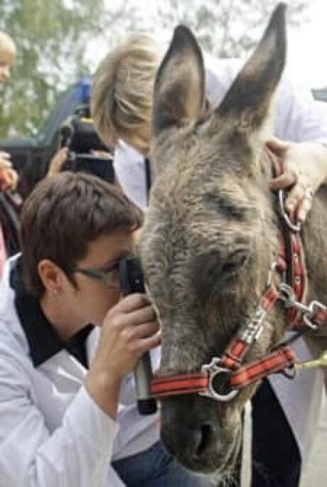 Russias Parasailing Donkey Dies Cbc News