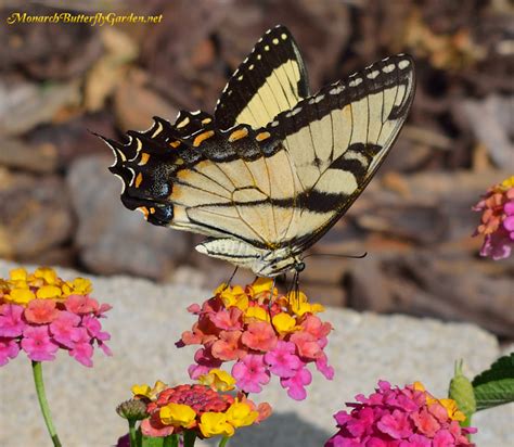 Butterfly Plants List Butterfly Flowers And Host Plant Ideas