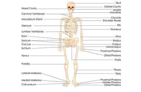 Biology Skeleton System