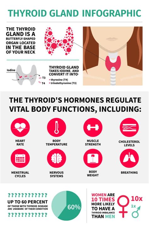 Thyroid Gland Metabolism Terms And Functions Sandra Bloom