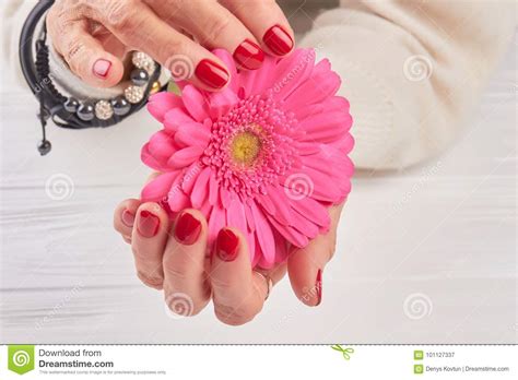 Bright Pink Gerbera In Female Hands Stock Image Image Of Gentle Business 101127337