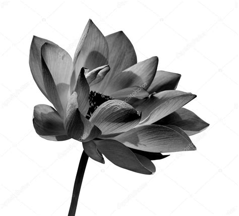 Lotus flower blossom stock image image. Lotus flower — Stock Photo © szefei #8341181