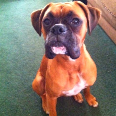 This Is My 1 Year Old Boxer Named Bacon How Friggin Cute Is He