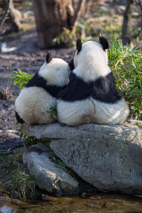 Pandas In Love Animais Bonitos Lindos Filhotes Animais Silvestres