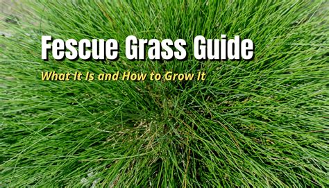Fescue Grass Guide What It Is And How To Grow It The Backyard Pros