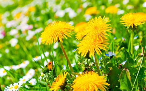 Dandelions With Daisies Beautiful Yellow Flowers Nature Summer Hd