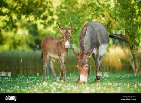 Domestic Donkey Equus Asinus Asinus Donkey Mare With Foal In A