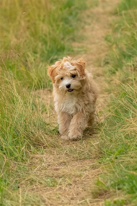 33 Best Hypoallergenic Dogs For Allergy Sufferers Top Dog Breeds That