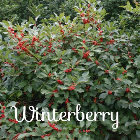 Winterberry Shrub Ilex Verticillata Backyard Retreat Backyard Garden
