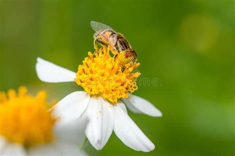 a syrphid fly collecting pollen stock image image of biology hymenopteran 77046973