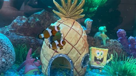 Clownfish Eating Copepods Spongebob Fish Youtube