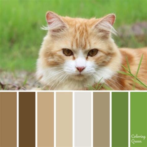 Ginger And White Cat Color Scheme Sunset Color Palette Red Colour