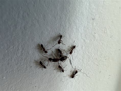 What Are These Ants Doing Ants