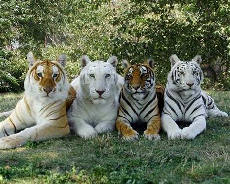 Featured Here Are 4 Of Our Cherished Bengal Friends Stars Of The