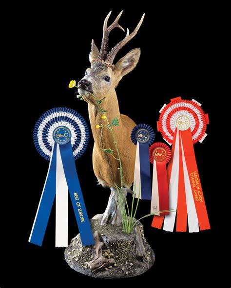 Roebuk Etc 2023 With Ribbons First Class Trophy Taxidermyfirst