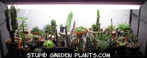This 300w lamp offers a secondary 90˚ focused lens on every bulb so you get a more powerful angle for indirect lighting, under which succulents thrive. Indoor Gardening / Plants | Stupid Garden Plants