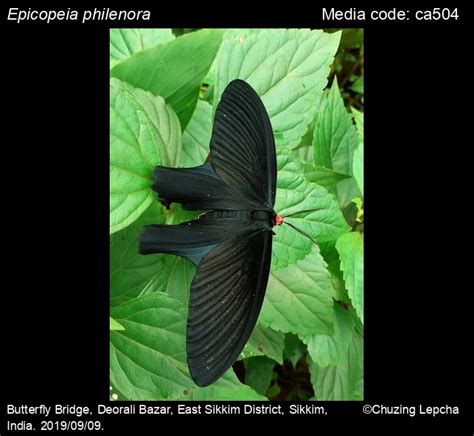 Epicopeiidae Moths
