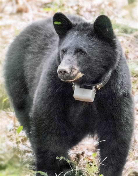 Curators Tracking Helps Appalachian Bear Rescue Measure Its Success