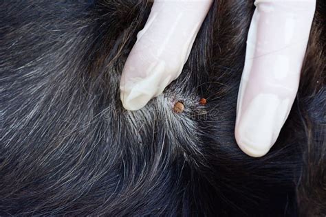 Closeup Of Red Ticks On Black Dog Fur Stock Photo Image Of Medical