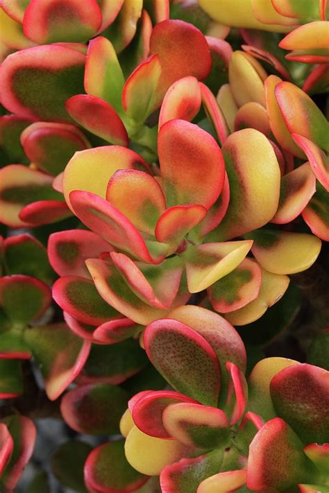 Crassula Ovata Hummel S Sunset Photograph By Geoff Kidd Science Photo Library