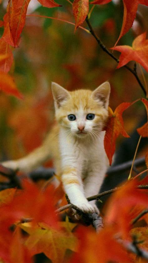 Fall Kitty Autumn Cat Cats Kittens Hd Phone Wallpaper Peakpx