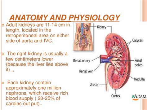 Part 1 Kidneys Anatomy And Functions To Understand What Happens With