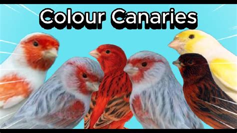 Types Of Colour Canaries┃british Colour Canary Club Youtube