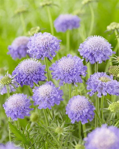 Special Deal Scabiosa Columbaria Mariposa Blue