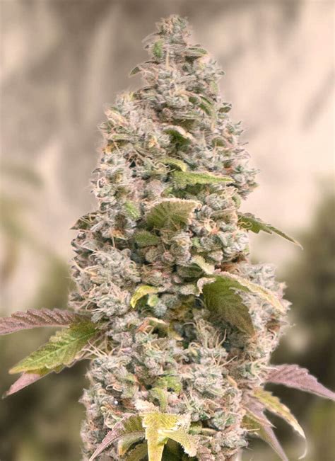 Sale Of Feminised Cannabis Seed High Speed Buds Gorilla Cookies Fast