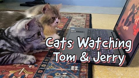 Cats Watching Tom And Jerry Youtube