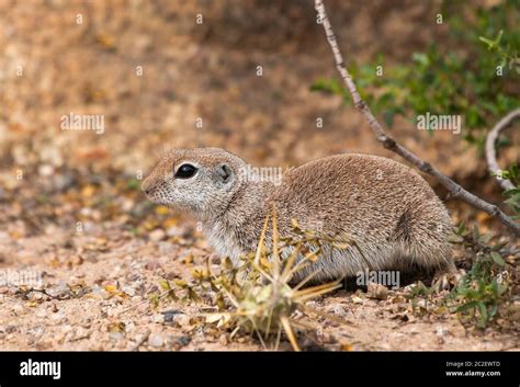 Round Tailed Ground Squirrel Xerospermophilus Tereticaudus At The