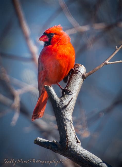 Northern Virginia Birds Sally Wood Nature Photography