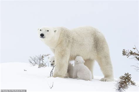 Adorable Newborn Polar Bear Cubs Explore Snow For The First Time With