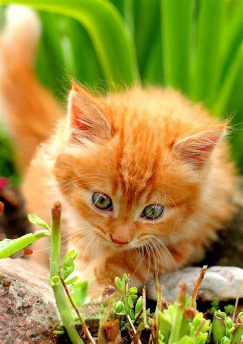 Marmalade Ginger Tabby Kitten With Baby Blue Eyes Pretty Cats Cats