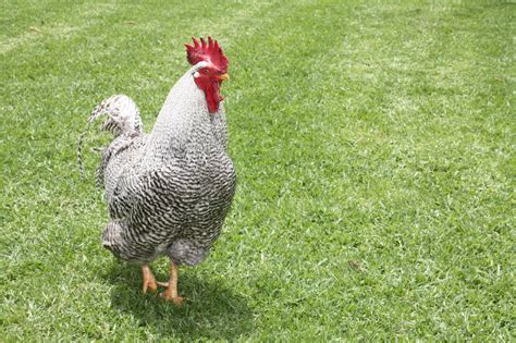 Free Images Grass Bird Animal Chicken Fowl Fauna Rooster