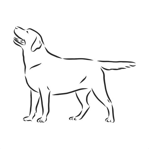 Premium Vector Labrador Retriever Dog Isolated Outlined Sketch Logo