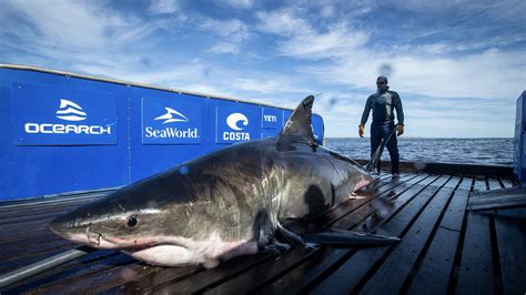 Great White Shark Spotted Off Vero Beach Florida Unamaki Weighs Over