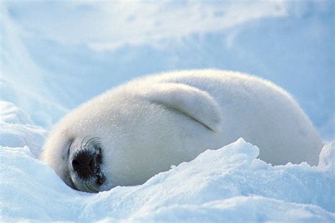 Wild Wild Cute Cute Seals And Sea Lions