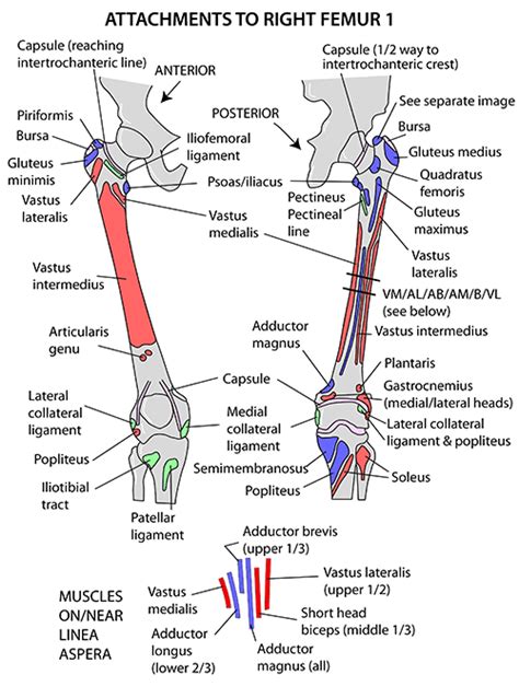 Instant Anatomy Lower Limb Muscles Femur