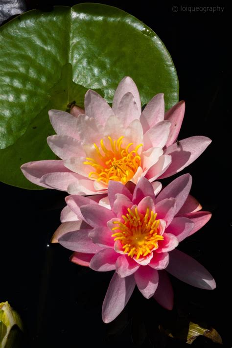 Nénufar Water Lilies Plants Lily