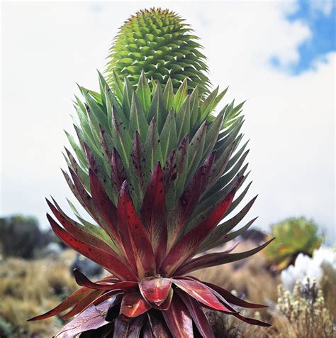 Find the perfect mason mount stock photos and editorial news pictures from getty images. Lobelia (13,000'), Mount kilimanjaro | Mount kilimanjaro ...