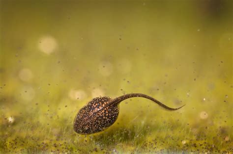 How To Photograph Tadpoles