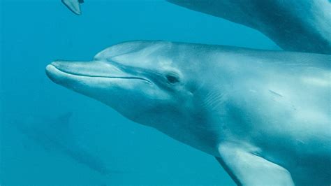 Bottlenose Dolphin National Geographic