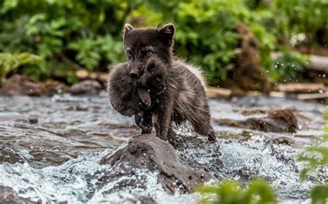 Download Wallpapers Black Fox Arctic Fox Cub Little Foxes Forest