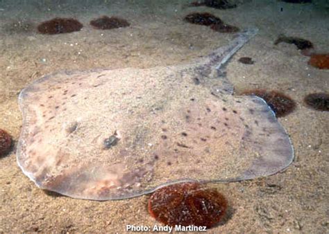 Fish Id Stellwagen Bank National Marine Sanctuary