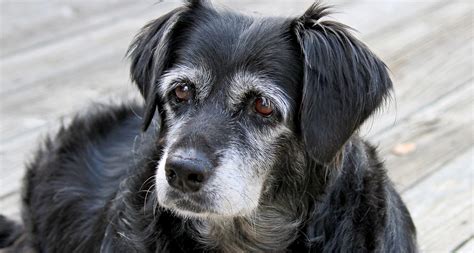 Senior Dogs For Adoption Why Adopting An Older Dog Is The Best