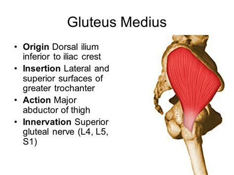 Gluteus Medius Abductor Of Hip Muscle Anatomy Human Anatomy And