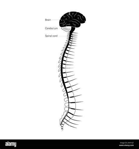 Spinal Cord Neurology Central Black And White Stock Photos And Images Alamy