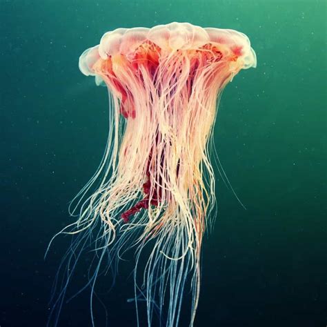 Giant Jellyfish Cyanea Capillata Gagdaily News